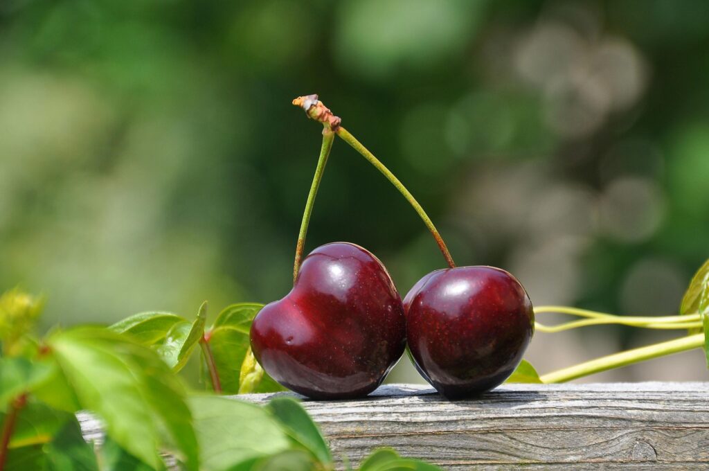 Close-up of two fresh ripe cherries on a wooden surface with green foliage background.